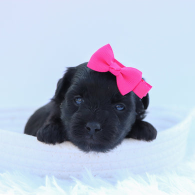 Audrey - Available 9/17