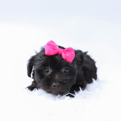 Audrey - Available 9/17