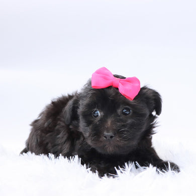 Audrey - Available 9/17
