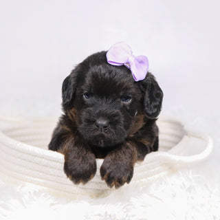 Aurora - Available 12/17