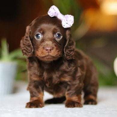 Autumn - Available 12/10