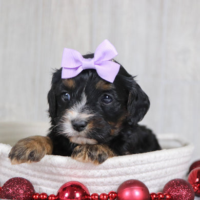 Avery - Available 1/8