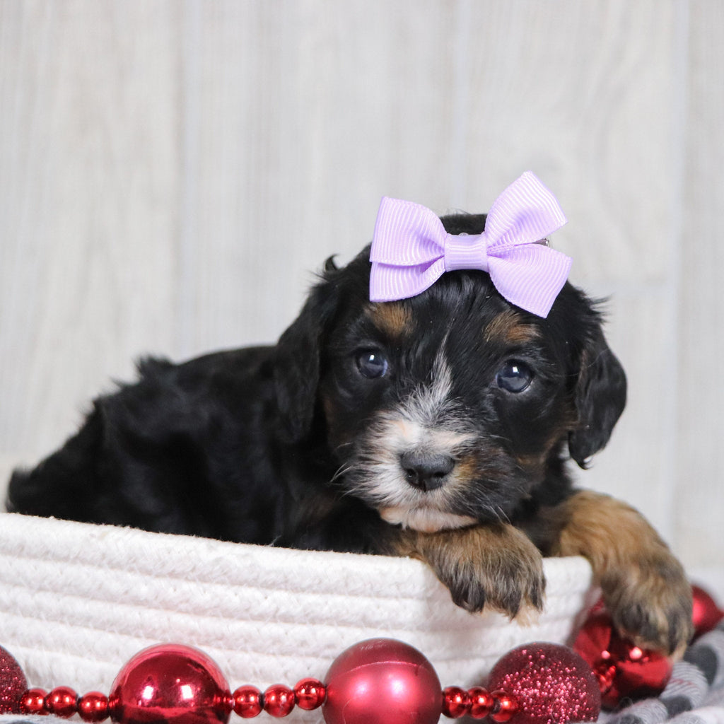 Avery - Available 1/8