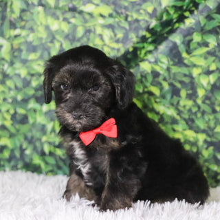 Badar - Available 12/10