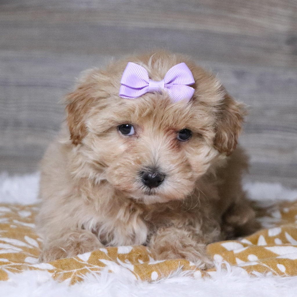 Baina - Available 12/3