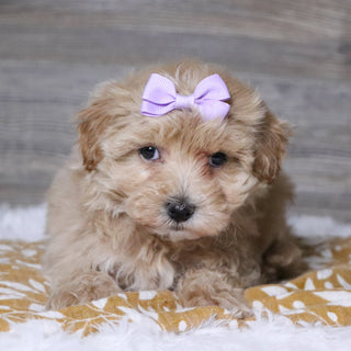 Baina - Available 12/3