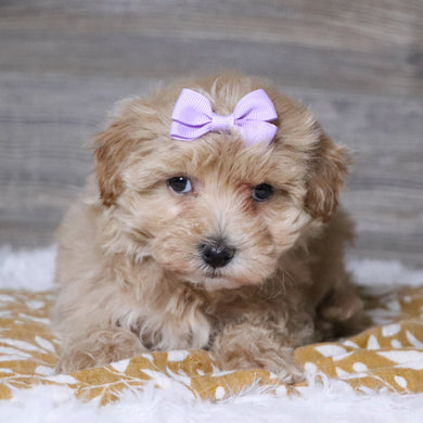 Baina - Available 12/3