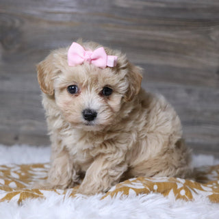 Baka - Available 12/3