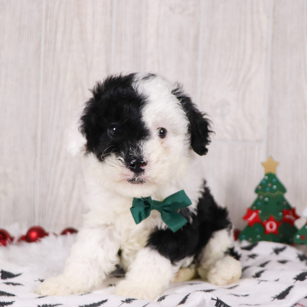 Baker - Available 12/10