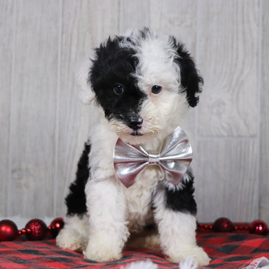 Baker - Available 12/10