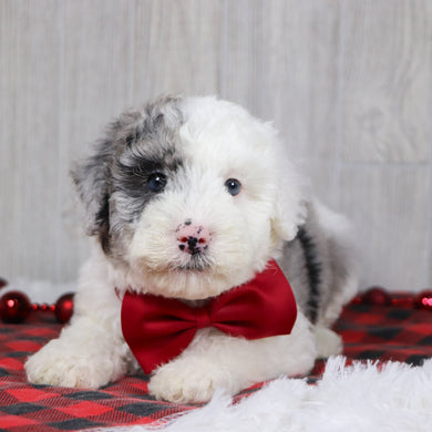 Balder - Available 12/10