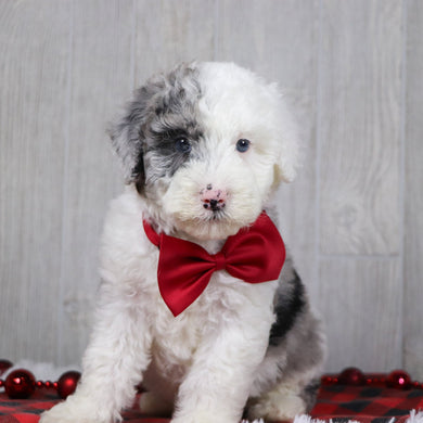 Balder - Available 12/10