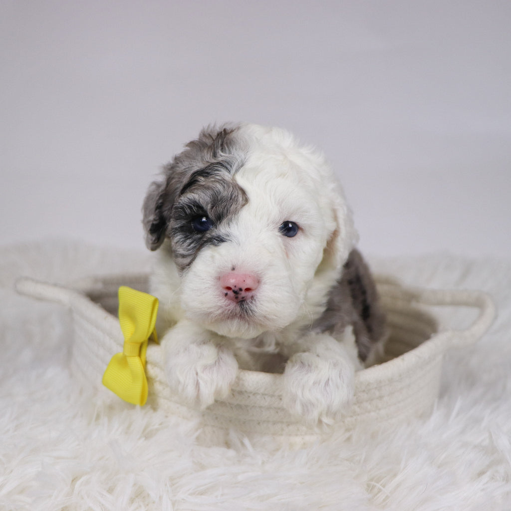 Balder - Available 12/10