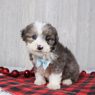 Baliff - Available 12/10