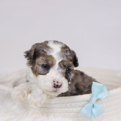 Baliff - Available 12/10