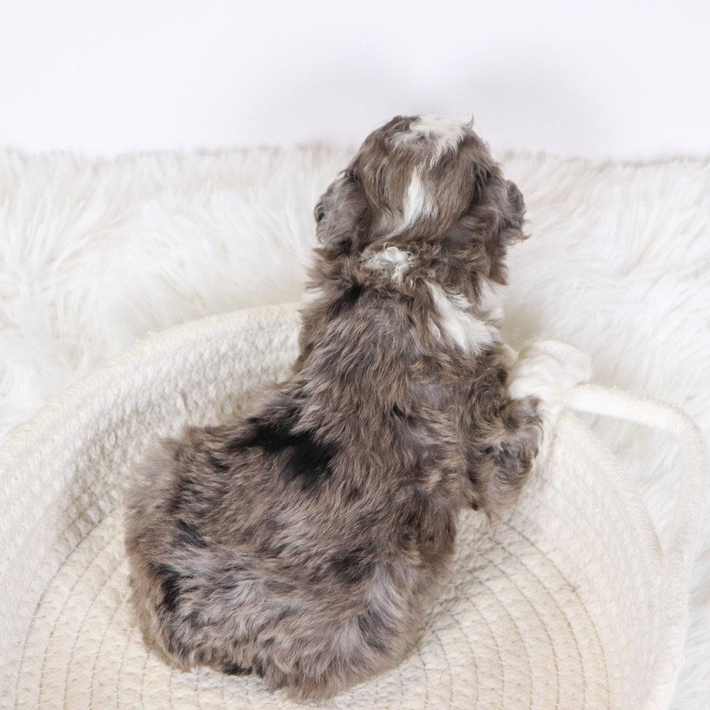 Baliff - Available 12/10