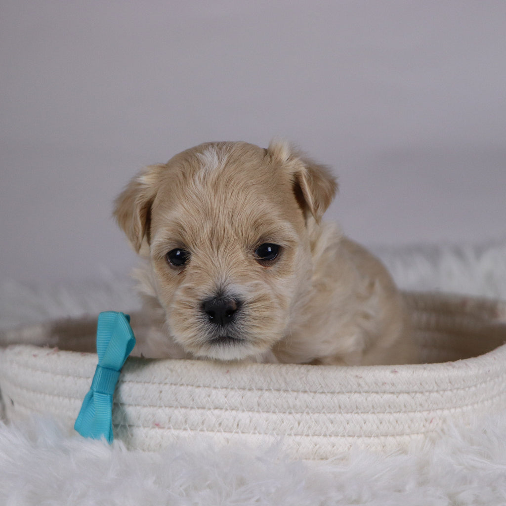 Banjo - Available 12/10