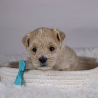 Banjo - Available 12/10