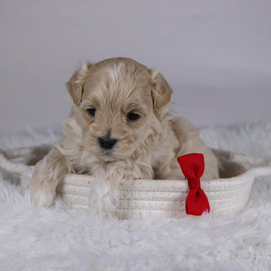 Banner - Available 12/10