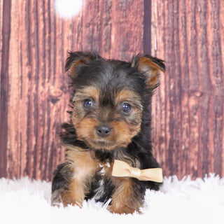 Bao - Available 12/10