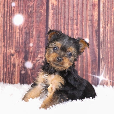 Bao - Available 12/10