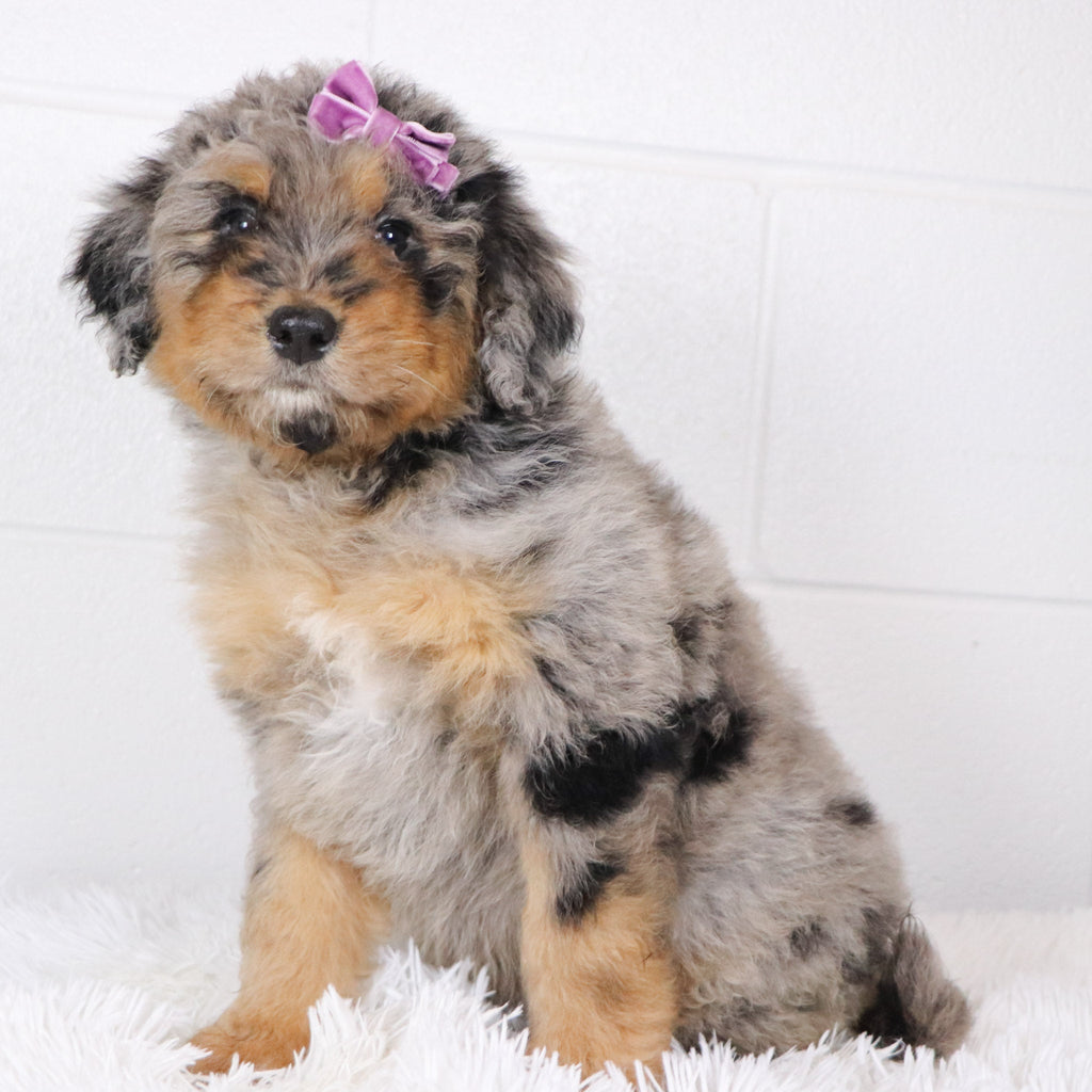 Barbie - Available Now