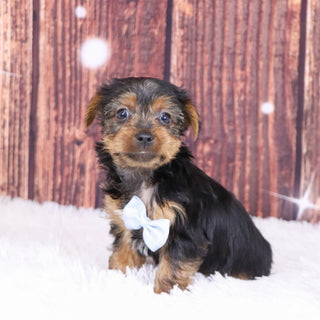 Barden - Available 12/10