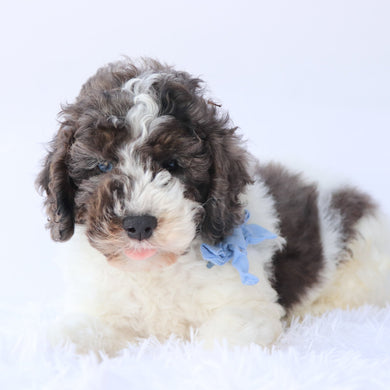 Baron - Available 9/17