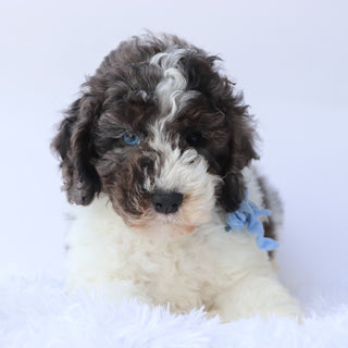 Baron - Available 9/24
