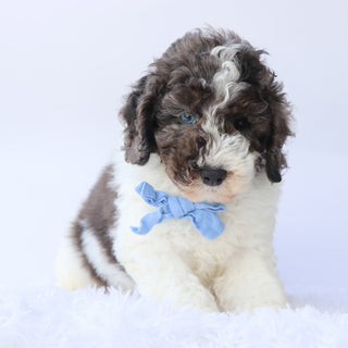 Baron - Available 9/24