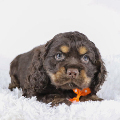 Barry - Available 10/29