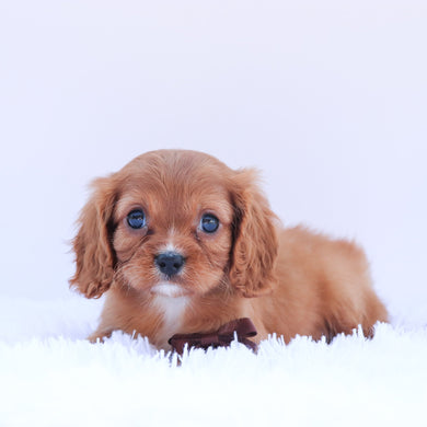 Barry - Available 6/26