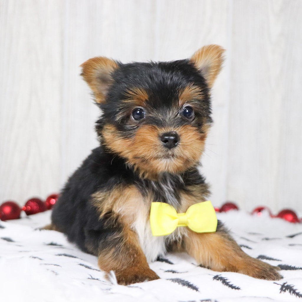 Bash - Available 12/10