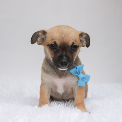 Baxter - Available 9/3