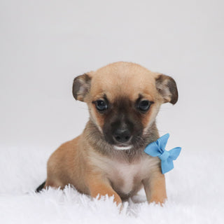 Baxter - Available Now