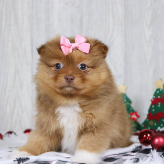 Bay - Available 12/3