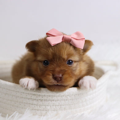 Bay - Available 12/3