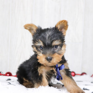 Beagan - Available 12/10