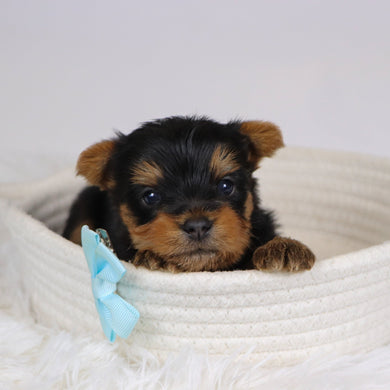 Beagan - Available 12/10