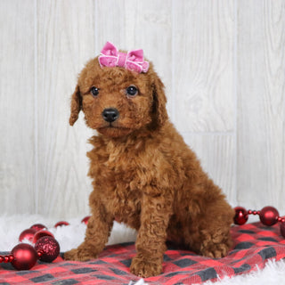 Beatha - Available 12/3