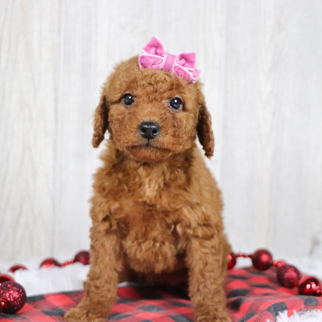 Beatha - Available 12/3