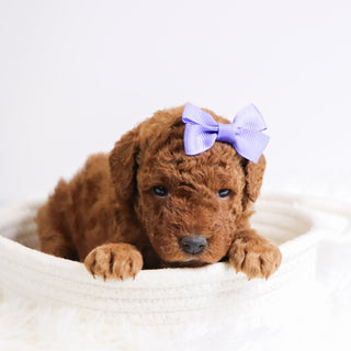 Beatrice - Available 12/3