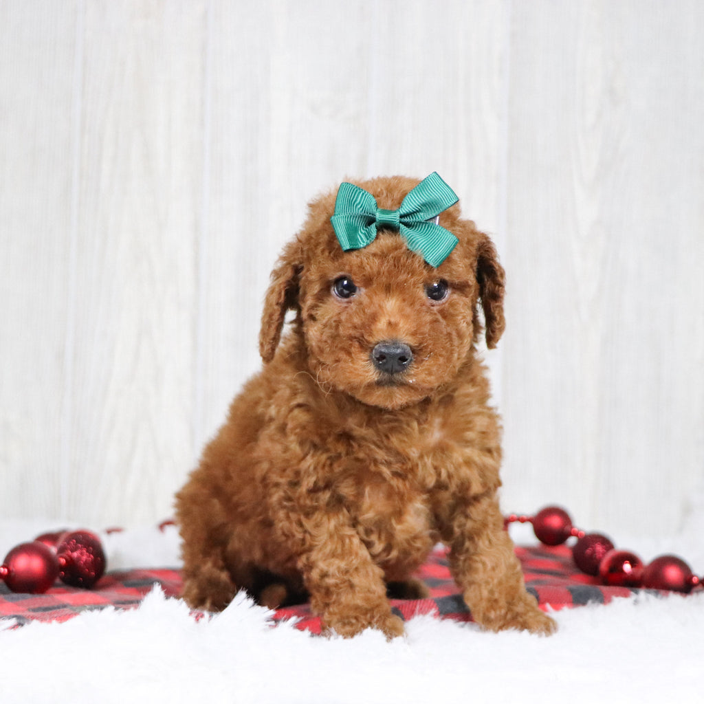 Beatrice - Available 12/3