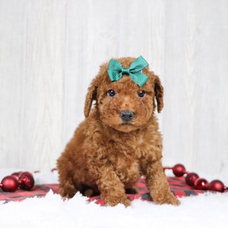 Beatrice - Available 12/3