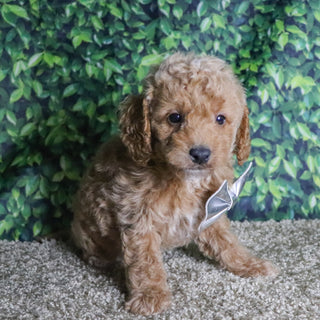 Beau - Available 12/10