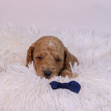 Beau - Available 12/10