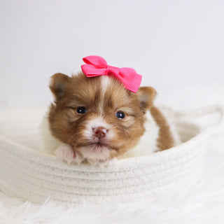 Began - Available 12/3