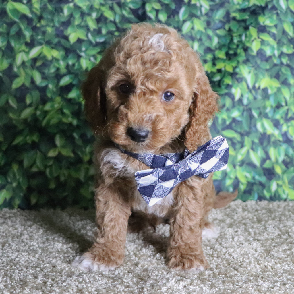 Belen - Available 12/10