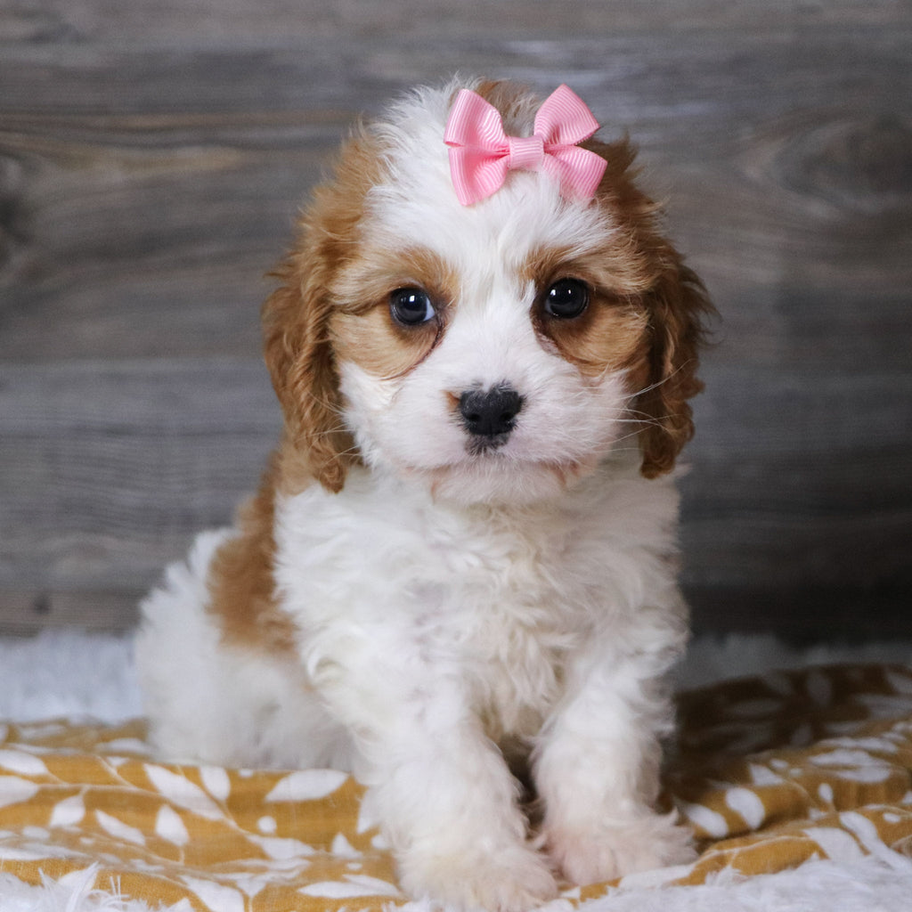 Belinda - Available 12/3