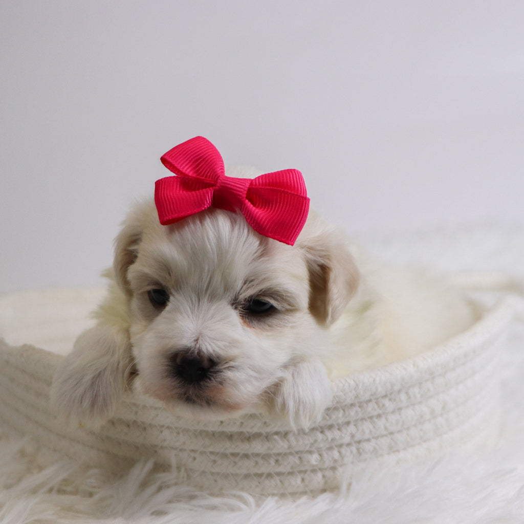 Berit - Available 12/3